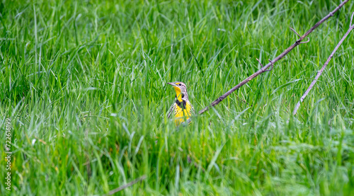 Peek a boo: A Western Meadowlark in Oregon