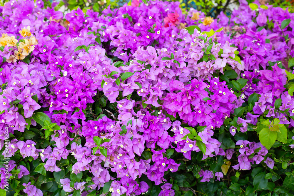 Beautiful bougainvillea flowers with green leaves Beautiful bougainvillea flowers with green leaves