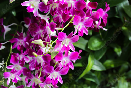 Beautiful purple orchid flowers. Flower background.