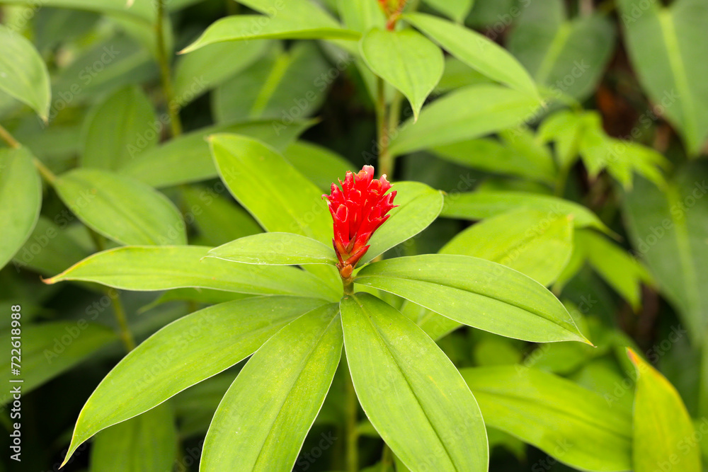 Indian head ginger, Costus speciosus Indian head ginger, Costus speciosus