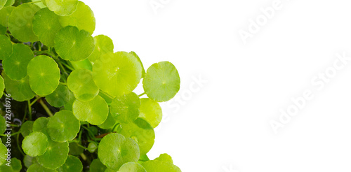 Centella asiatica (gotu kola). Fresh green leaves herb on white background.