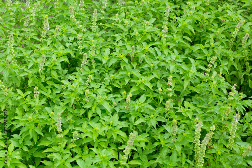 Lemon basil, Hoary basil, Hairy basil Lemon basil, Hoary basil, Hairy basil