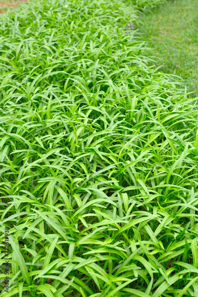 Water spinach or water convolvulus in vegetable patch Water spinach or water convolvulus in vegetable patch