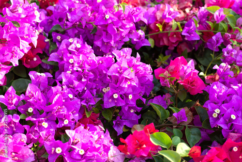 Beautiful bougainvillea flowers with green leaves