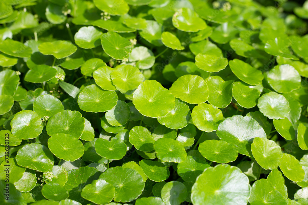 Fresh green nature herb leaves of centella asiatica (gotu kola) Fresh green nature herb leaves of centella asiatica (gotu kola)