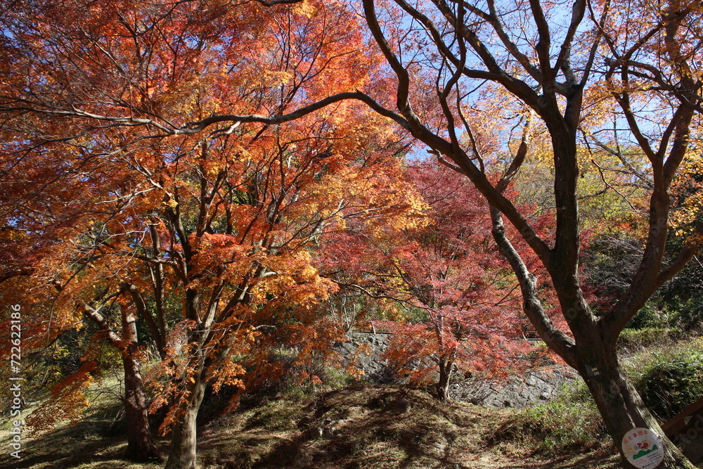 秋の風景　紅葉の木
