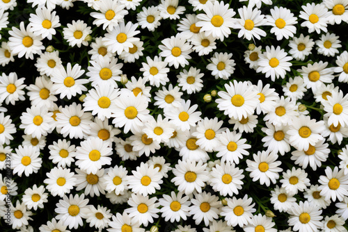 A Field of Blooming Daisies: Serene White Blossoms in a Sunny Meadow