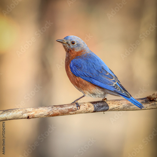 bluebird on branch  © Wayde