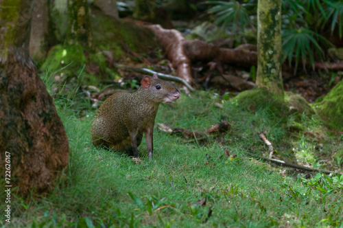 Agouti walking in a forest