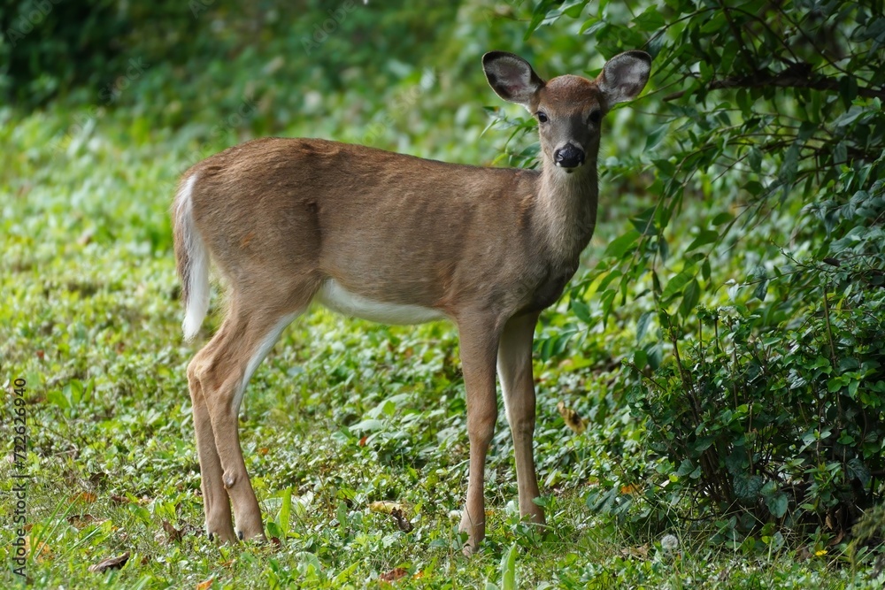 White-tailed Deer.