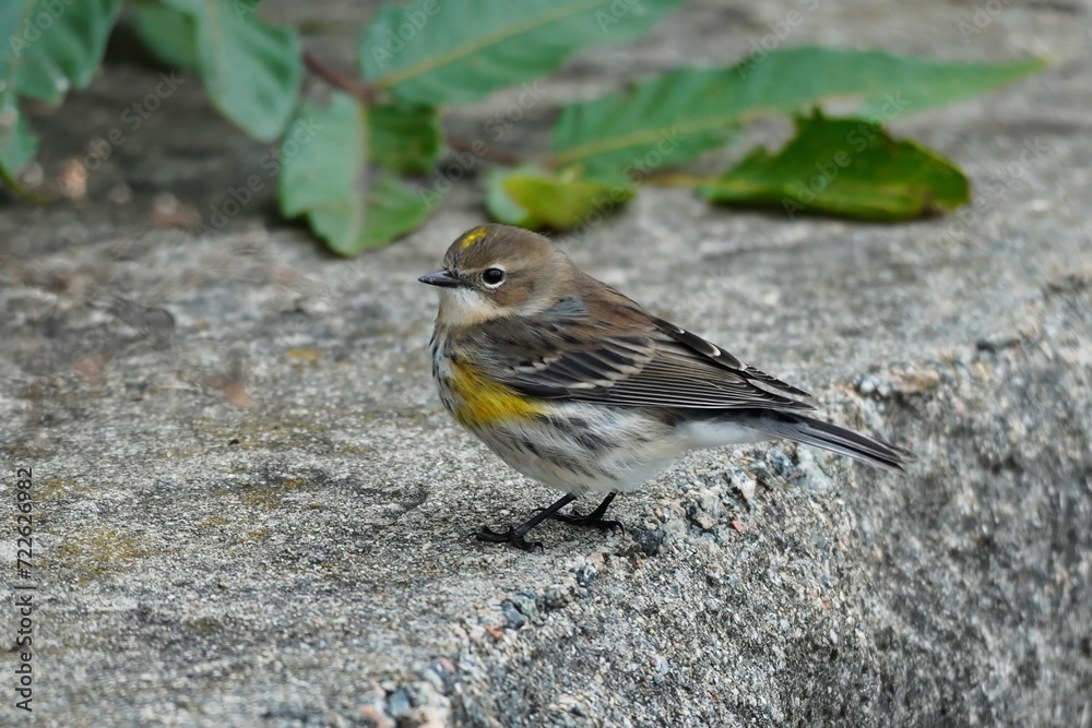 Yellow-rumbed warbler ((Setophaga coronata) Yellow-rumbed warbler ((Setophaga coronata)