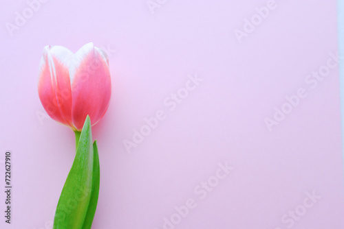 左側に置かれたピンク色のチューリップ　春の花　桃色の背景　入学式や卒業式に