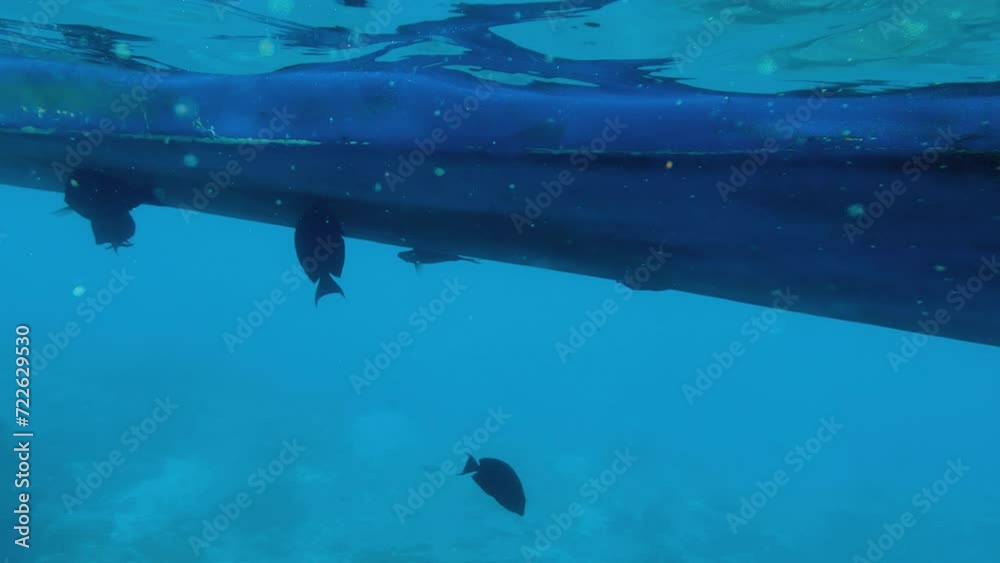 A flock of dark surgeon fish underwater bites and eats silt from the bottom of a blue boat bobbing on the waves. Tropical reef fish eat algae grown on the hull of the ship. Pov scuba diver