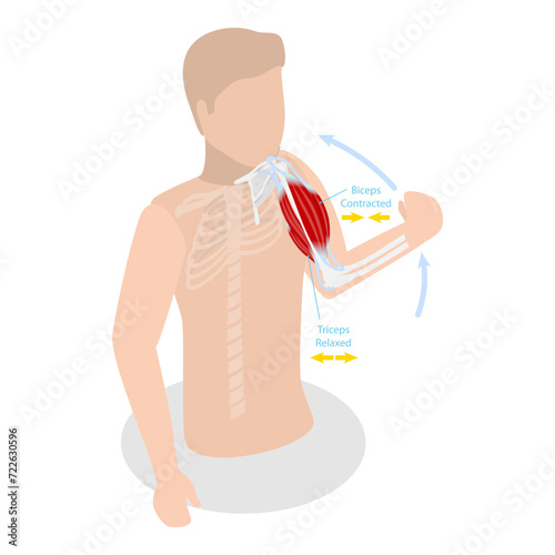 3D Isometric Flat Vector Illustration of Anatomical Contracted And Relaxed Arm Muscular, Biceps and Triceps Motion Anatomy. Item 1