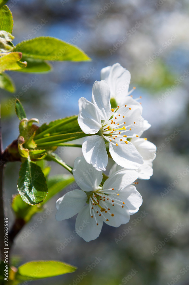 delicate cherry flowers among green leaves delicate cherry flowers among green leaves