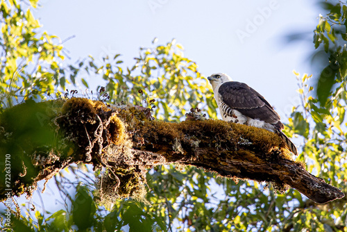 Águila Elegante juvenil (Spizaetus ornatus) photo