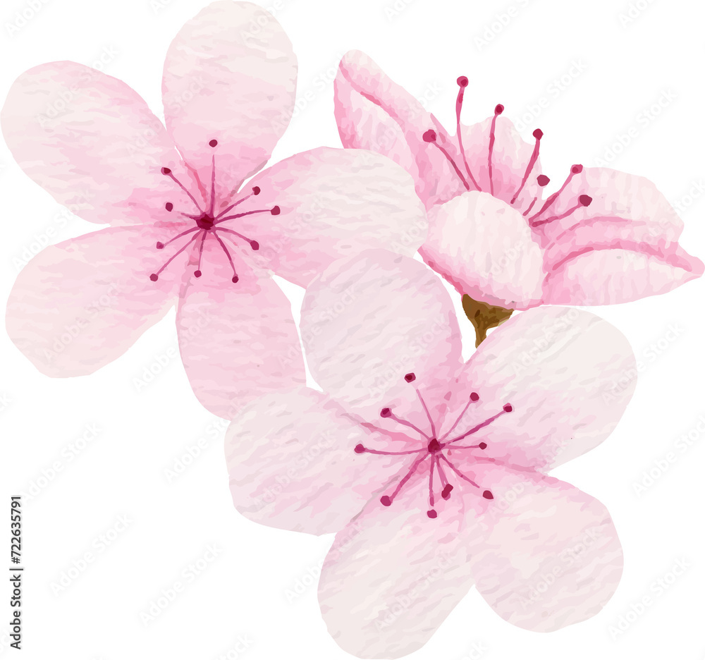 Fototapeta premium Watercolor pink cherry blossom