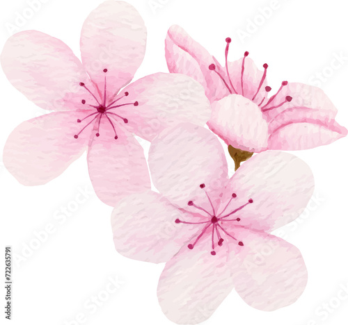 Watercolor pink cherry blossom