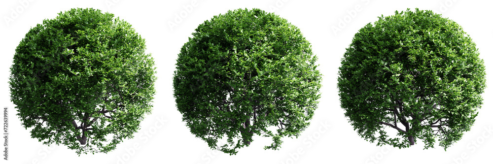 Buxus sempervirens round bush isolate transparent background.3d rendering PNG - obrazy, fototapety, plakaty 
