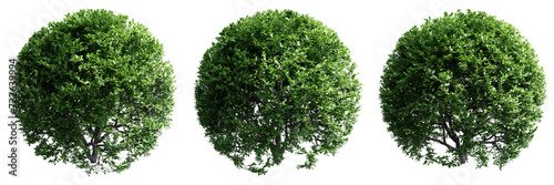 Buxus sempervirens round bush isolate transparent background.3d rendering PNG photo