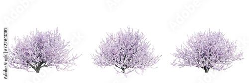 Prunus tomentosa isolate transparent background.3d rendering PNG