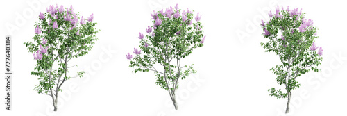 Syringa Vulgaris isolate transparent background.3d rendering PNG