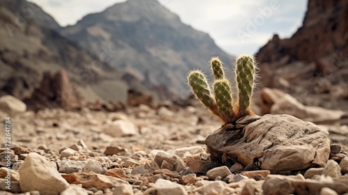 Cactus thriving amidst rocks and sand in the arid landscape.