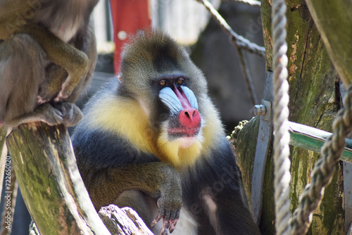 Canvas Print close up of a baboon monkey