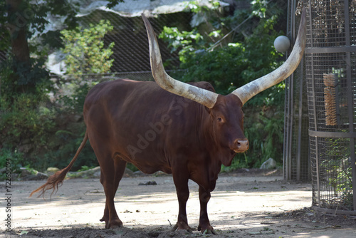 ankole watusi with big horns photo