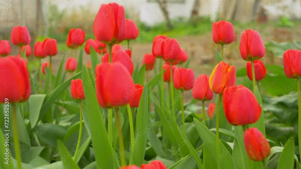 Blossom red tulip, blossom flower. Love for Mother's Day Concept Blossom red tulip, blossom flower. Love for Mother's Day Concept