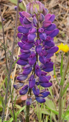 Purple Lupin Flower Close-up