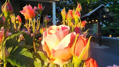 yellow roses blooming rosebuds