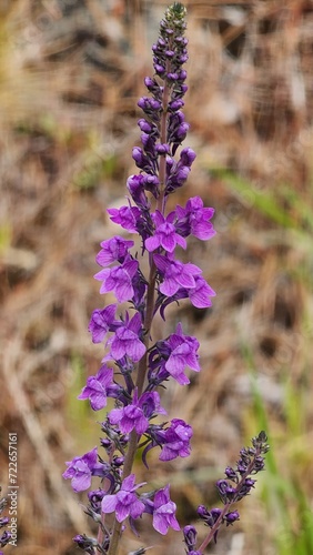 close up of lavender flowers