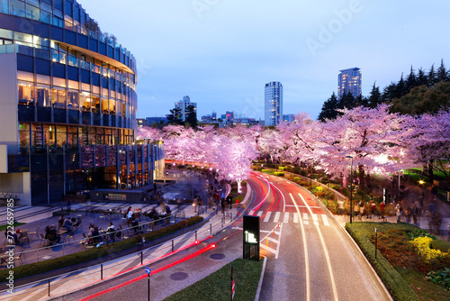 Photography Romantic scenery of illuminated cherry blossom trees (Sakura Namiki) in Tokyo Mi