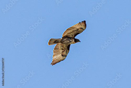 Busardo colirrojo (ratonero de cola roja) ​ (Buteo jamaicensis), también conocido como gavilán de monte, gavilán colirrojo o aguililla cola roja photo