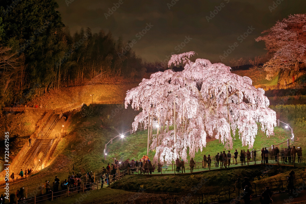 Night scenery of illuminated Miharu Takizakura, a thousand-year-old cherry blossom tree on a hillside in Koriyama countryside, Fukushima, Japan & tourists gathering to admire the huge Sakura tree