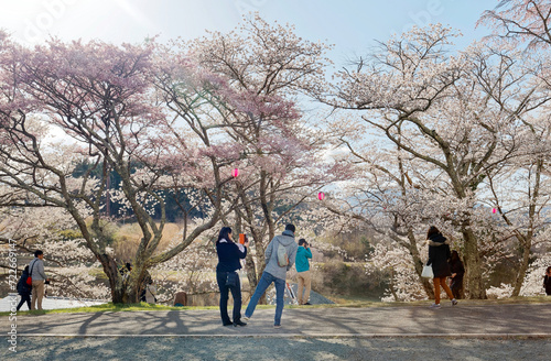 Hanami is a popular leisure activity in spring, when Japanese people admire the  beauty of cherry blossom (sakura) trees & enjoy the time with friends & families, in Koriyama, Fukushima, Tohoku, Japan