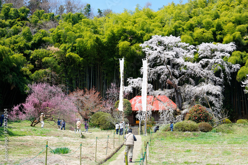 Tourists admire and take photos of Sessonzakura, a 400-year-old cherry blossom tree (Sakura) next to Sesson-an shrine, with a background of a bamboo forest in Koriyama countryside, Fukushima, Japan