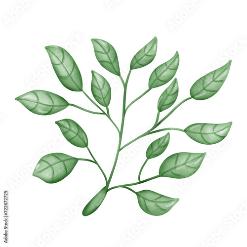 green leaves isolated on white