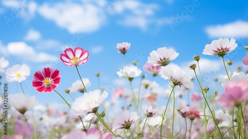 Colorful cosmos flowers with blue sky background