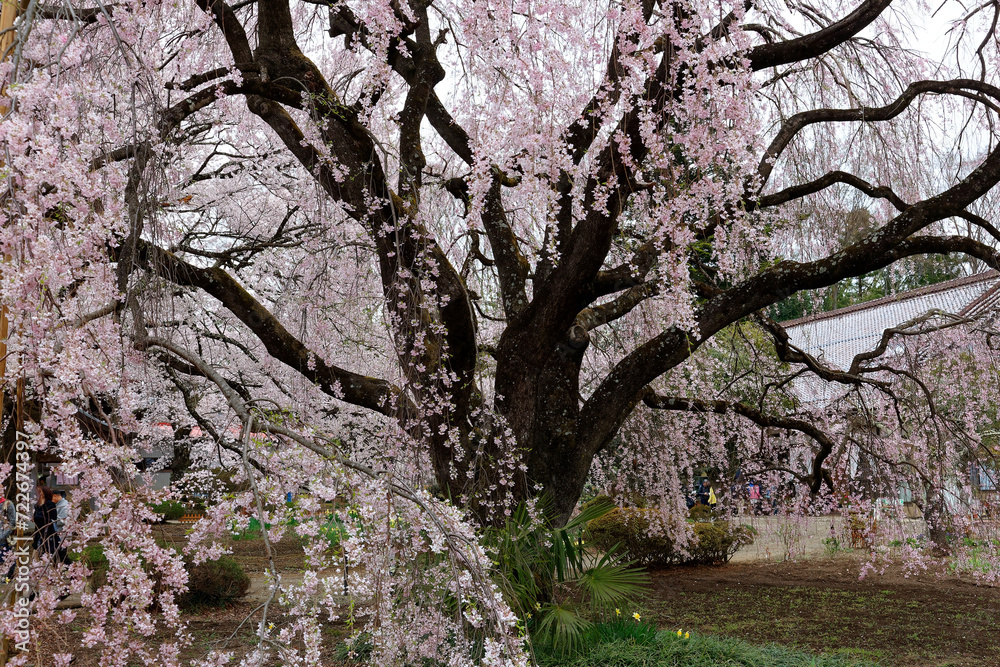 The offspring tree of the giant weeping cherry blossom tree from Kuon-ji Buddhist Temple planted in the garden of Jissouji Temple in Hokuto, Yamanashi, Japan~ Spring scenery of amazing sakura blossoms The offspring tree of the giant weeping cherry blossom tree from Kuon-ji Buddhist Temple planted in the garden of Jissouji Temple in Hokuto, Yamanashi, Japan~ Spring scenery of amazing sakura blossoms