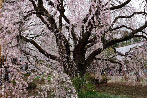 The offspring tree of the giant weeping cherry blossom tree from Kuon-ji Buddhist Temple planted in the garden of Jissouji Temple in Hokuto, Yamanashi, Japan~ Spring scenery of amazing sakura blossoms