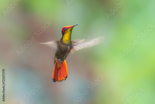 Ruby-topaz hummingbird (Chrysolampis mosquitus) bird in flight. Hummingbird flying with blurred green background. . Wildlife scene from nature. Birdwatching in Trinidad and Tobago.  photo