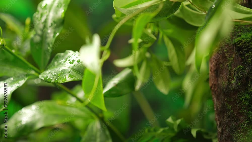 Close-up of green trees with dew on their leaves. Slow motion footage for advertising and commercial purposes with a nature theme. Front view. Close-up of green trees with dew on their leaves. Slow motion footage for advertising and commercial purposes with a nature theme. Front view.