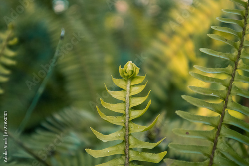 Fresh green fern leaves in spring wood. Natural backdrop with foliage. Plants growing in shady Polypodiaceae forest nature. Shallow depth of fields.