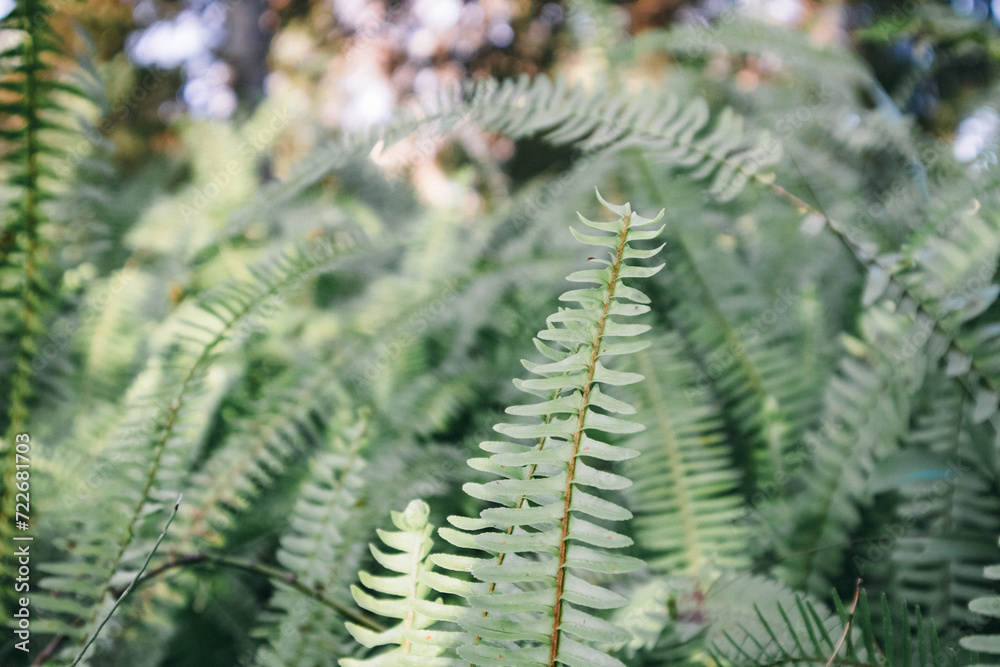 Fresh green fern leaves in a wood. Natural backdrop with foliage. Plants growing in shady Polypodiaceae forest nature. Shallow depth of fields.