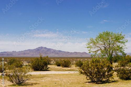  Desert in Arizona with green bushes and cacti on a sunny day with blue sky and white clouds. Nature near Phoenix  Arizona  USA