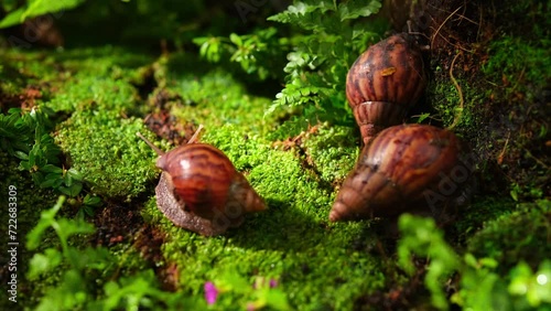 Close-up of the movement of snails crawling on green moss and tree roots inside the forest. Glycolic acid in snail mucus gently exfoliates the skin. photo