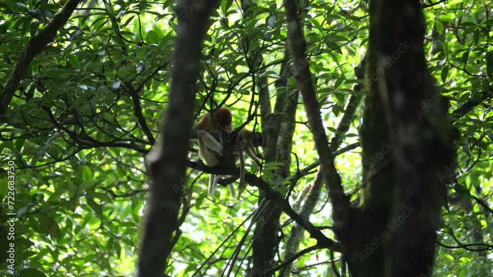 Long Nose monkey with baby. Proboscis monkey baby playing in mangrove tree. Female proboscis monkey (Nasalis larvatus) with her baby in a natural habitat in rainforest of Borneo Island Long Nose monkey with baby. Proboscis monkey baby playing in mangrove tree. Female proboscis monkey (Nasalis larvatus) with her baby in a natural habitat in rainforest of Borneo Island
