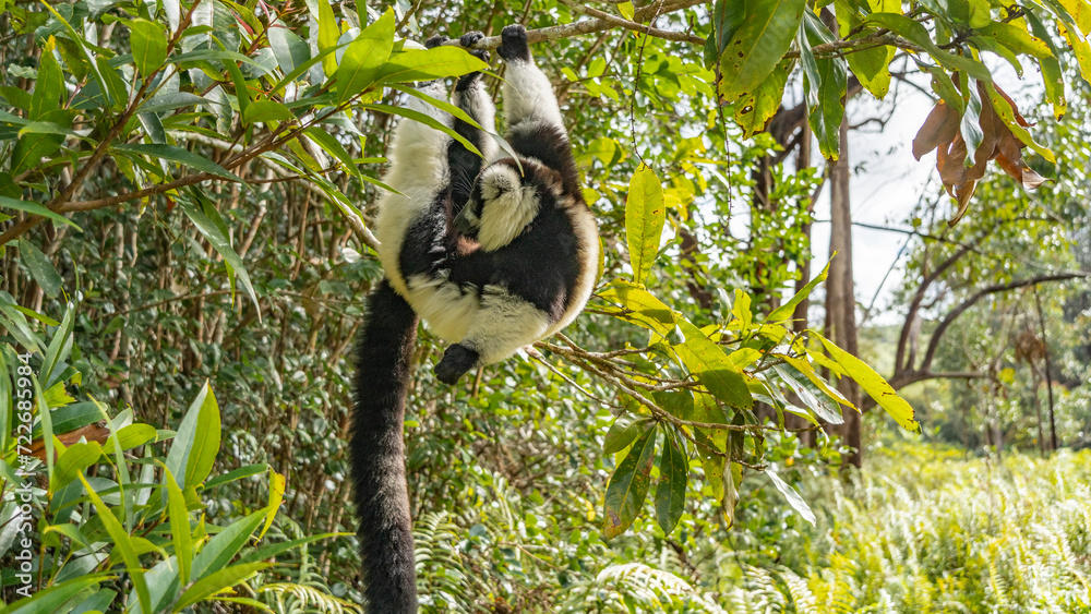 Fototapeta premium The lemur vari Varecia variegata is hanging on a tree, holding onto a branch with its paws. Fluffy black and white fur, long tail. The background is the green vegetation of a tropical rainforest. 